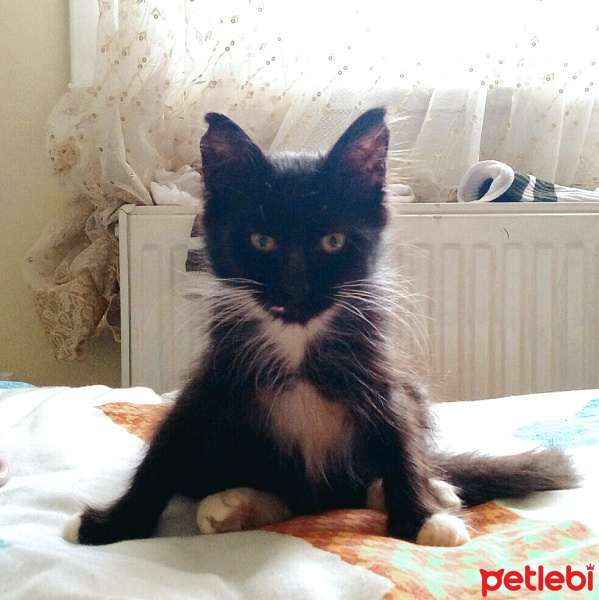 Tuxedo (Smokin) Kedi, Kedi  NEKO fotoğrafı