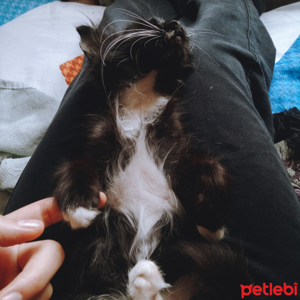 Tuxedo (Smokin) Kedi, Kedi  NEKO fotoğrafı