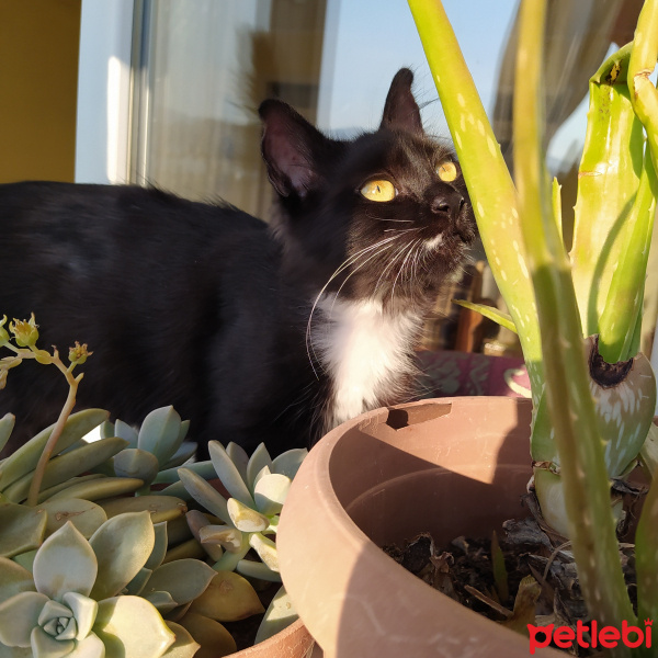 Tuxedo (Smokin) Kedi, Kedi  NEKO fotoğrafı