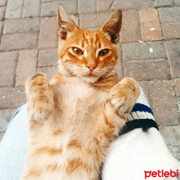 Tuxedo (Smokin) Kedi, Kedi  NEKO fotoğrafı