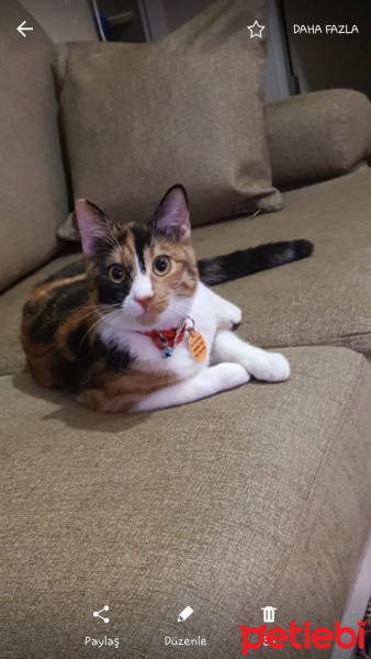 Tekir Kedi, Kedi  Karamel fotoğrafı