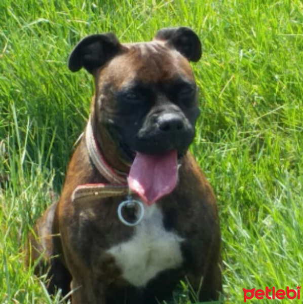Boxer, Köpek  Hera fotoğrafı