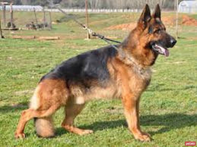 Alman Çoban Köpeği, Köpek  hektor fotoğrafı