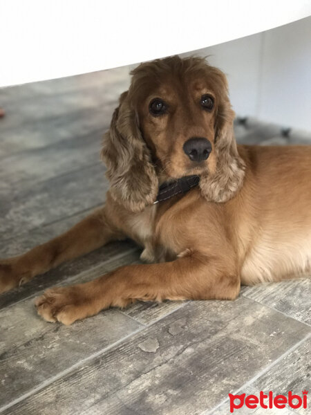 İngiliz Cocker Spaniel, Köpek  Balım fotoğrafı