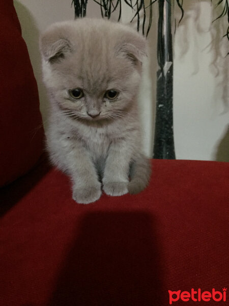 Scottish Fold, Kedi  Bade fotoğrafı