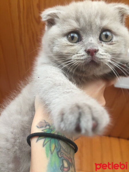 Scottish Fold, Kedi  Bade fotoğrafı