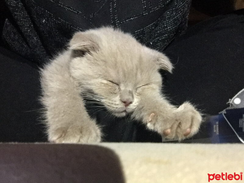 Scottish Fold, Kedi  Bade fotoğrafı