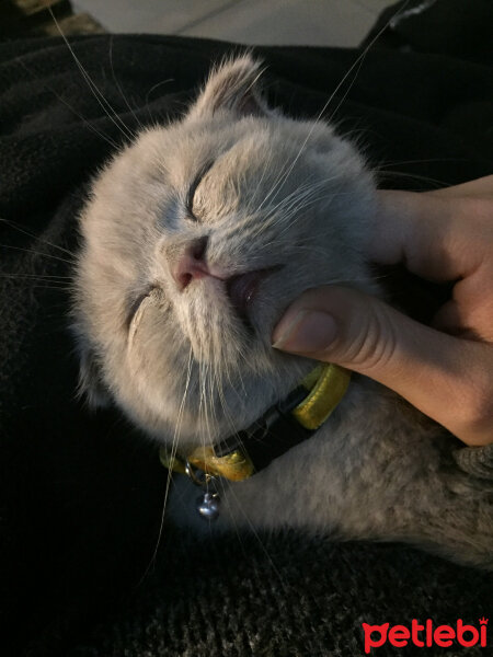 Scottish Fold, Kedi  Bade fotoğrafı