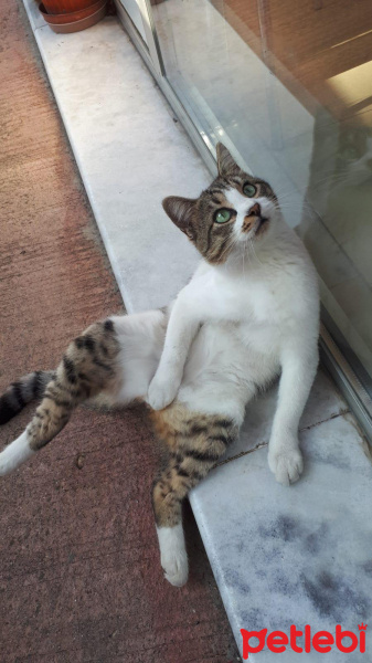 Tekir Kedi, Kedi  Sumari fotoğrafı