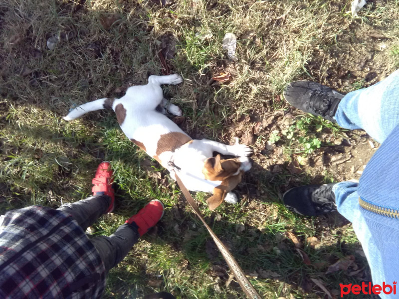 Jack Russell Terrier, Köpek  Maske fotoğrafı