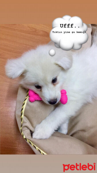 Samoyed, Köpek  Milâ fotoğrafı