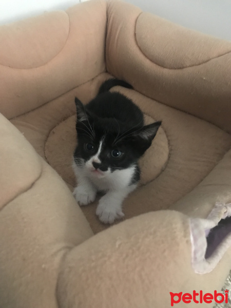 Tuxedo (Smokin) Kedi, Kedi  Pati fotoğrafı