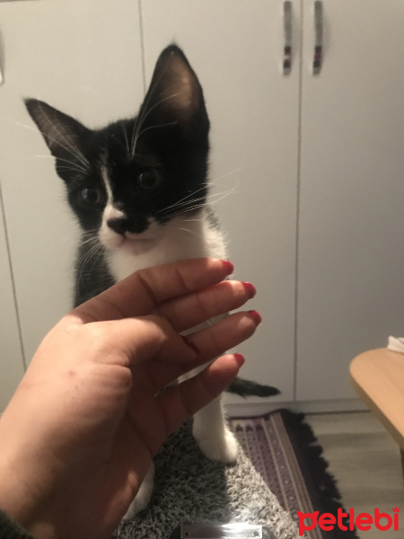 Tuxedo (Smokin) Kedi, Kedi  Pati fotoğrafı