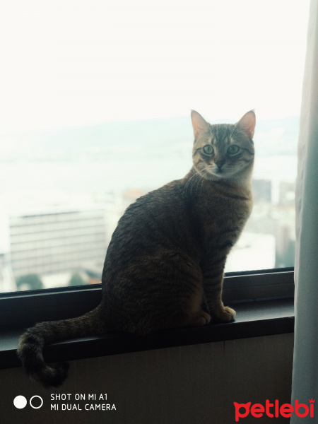 Tekir Kedi, Kedi  Opet fotoğrafı