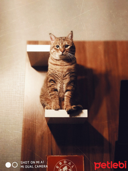 Tekir Kedi, Kedi  Opet fotoğrafı