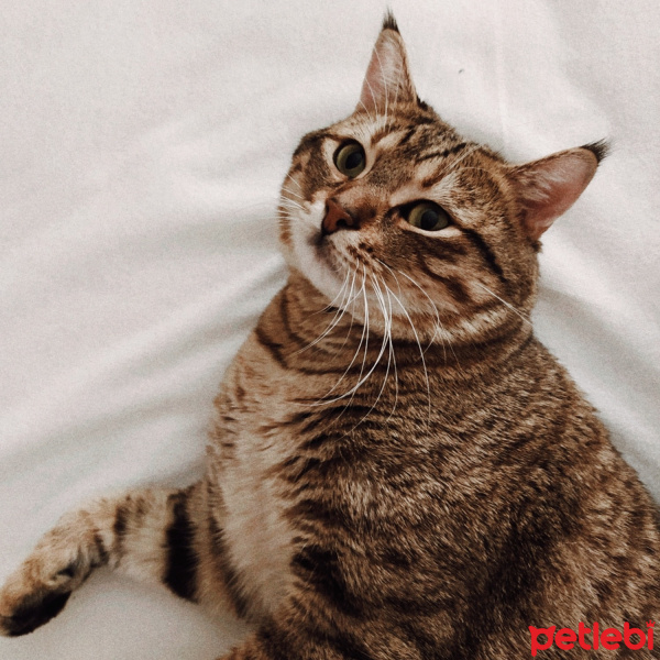 Tekir Kedi, Kedi  Opet fotoğrafı