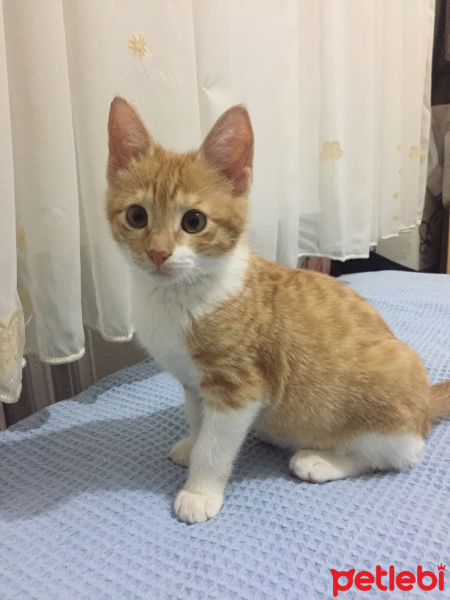 Tekir Kedi, Kedi  Boncuk fotoğrafı