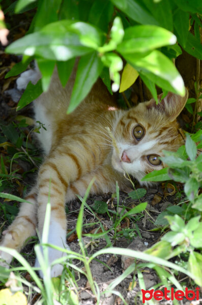 Sarman, Kedi  Nala fotoğrafı