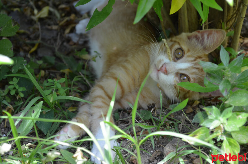 Sarman, Kedi  Nala fotoğrafı