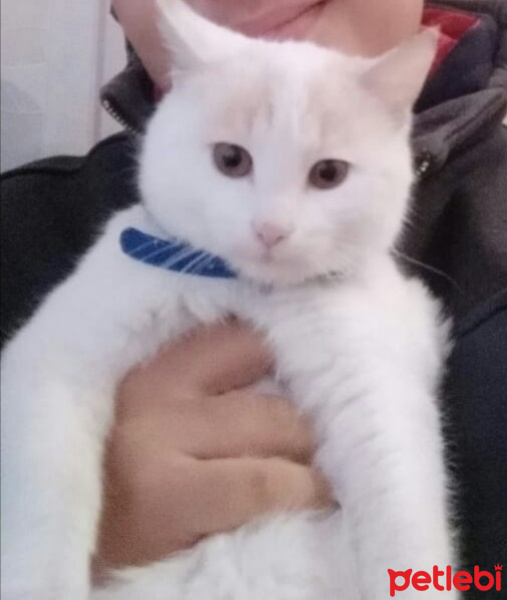 Tekir Kedi, Kedi  Mika fotoğrafı