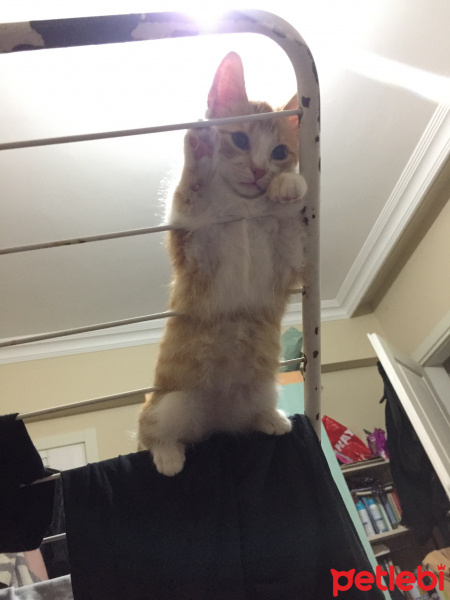 Sarman, Kedi  Sofia fotoğrafı