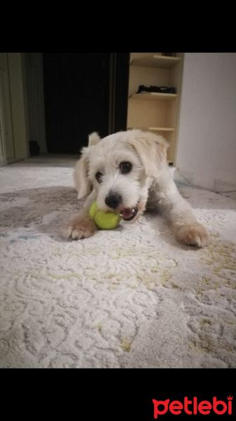 Maltese, Köpek  Rocky  fotoğrafı