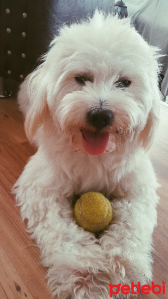 Maltese, Köpek  Rocky  fotoğrafı