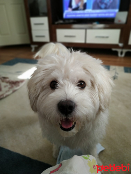 Maltese, Köpek  Rocky  fotoğrafı