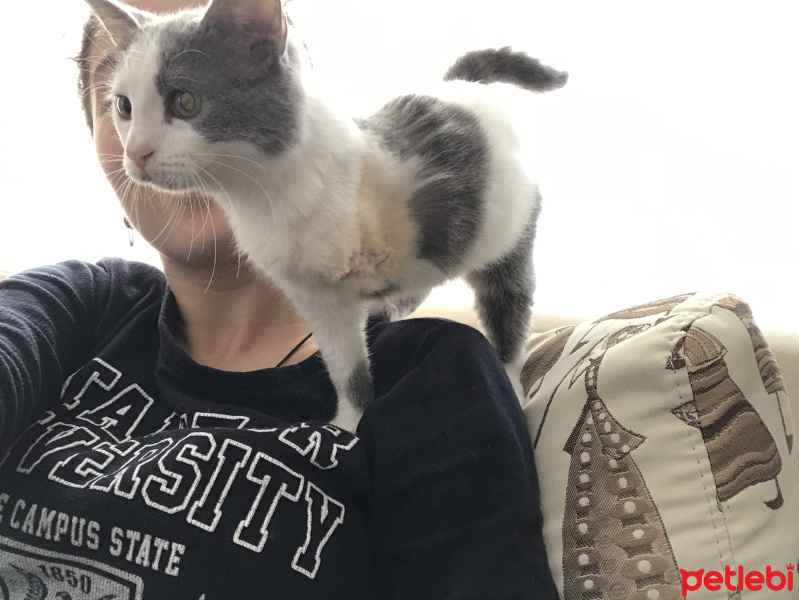 Tekir Kedi, Kedi  smokey fotoğrafı
