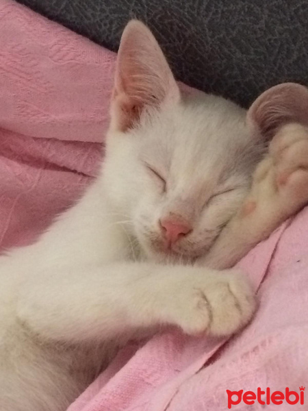 Van Kedisi, Kedi  Rakı fotoğrafı