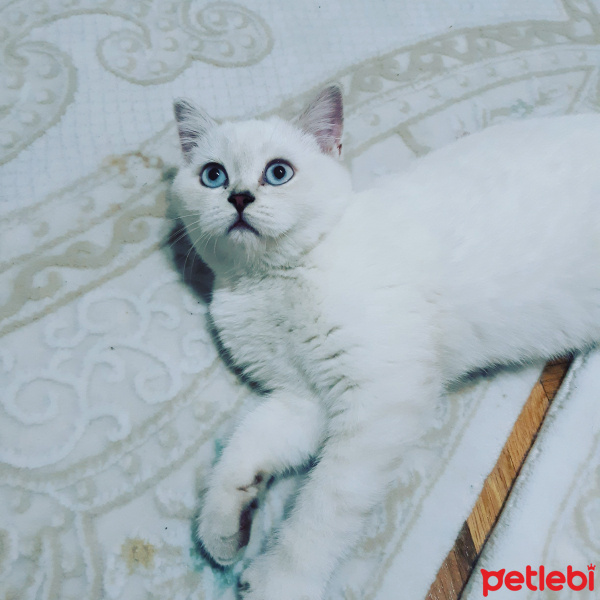 British Shorthair, Kedi  Behlül fotoğrafı