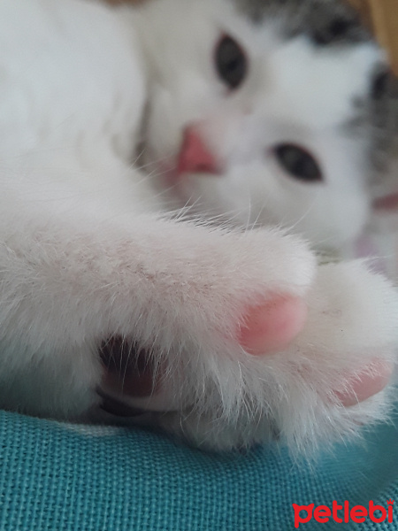 Tekir Kedi, Kedi  Eymen fotoğrafı