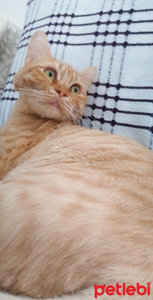 Tekir Kedi, Kedi  Arya fotoğrafı
