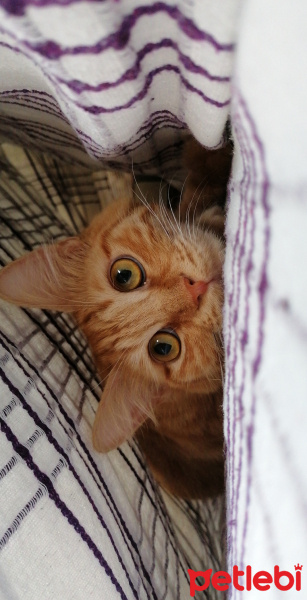Tekir Kedi, Kedi  Arya fotoğrafı