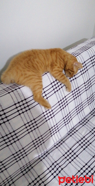 Tekir Kedi, Kedi  Arya fotoğrafı