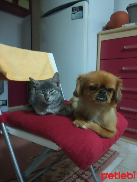 Pekingese, Köpek  Ponçik fotoğrafı