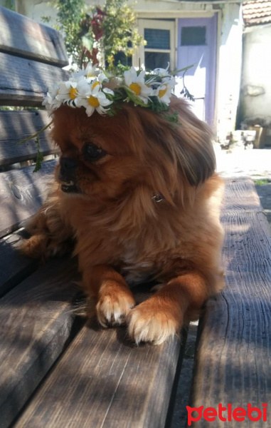 Pekingese, Köpek  Ponçik fotoğrafı