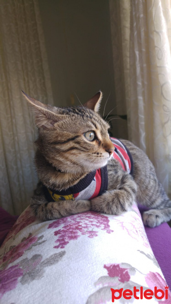 Tekir Kedi, Kedi  Oscar fotoğrafı