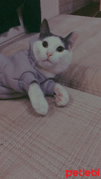 Tekir Kedi, Kedi  Mila fotoğrafı