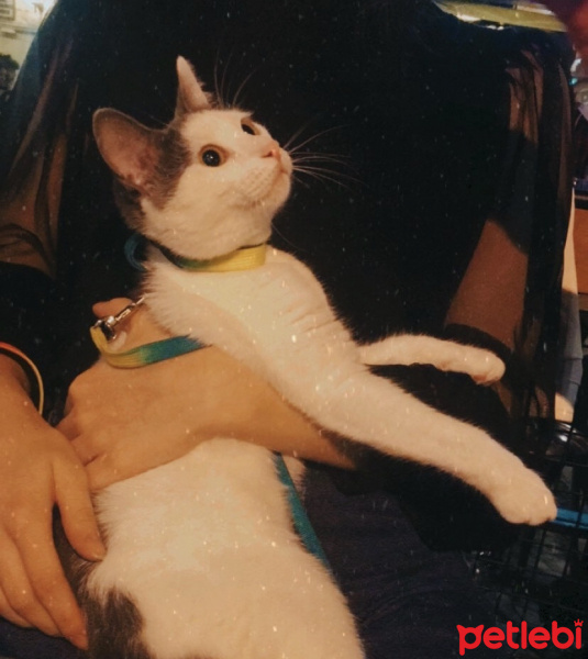 Tekir Kedi, Kedi  Mila fotoğrafı