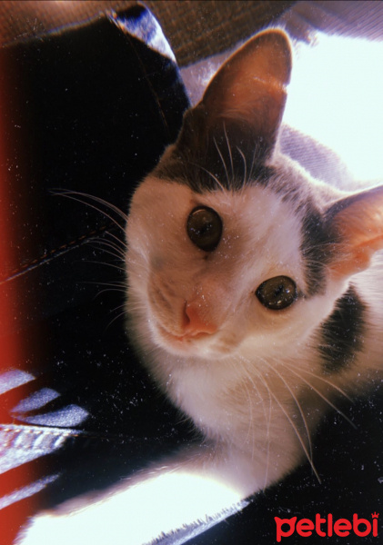 Tekir Kedi, Kedi  Mila fotoğrafı