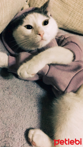 Tekir Kedi, Kedi  Mila fotoğrafı