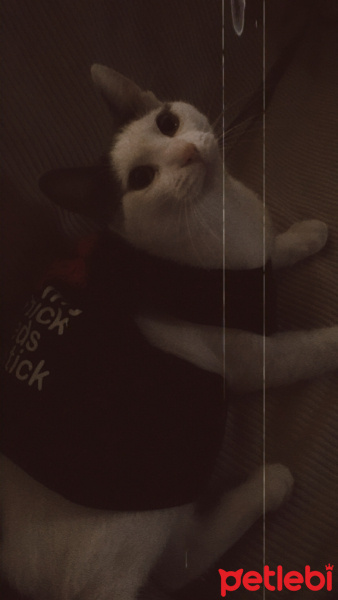 Tekir Kedi, Kedi  Mila fotoğrafı