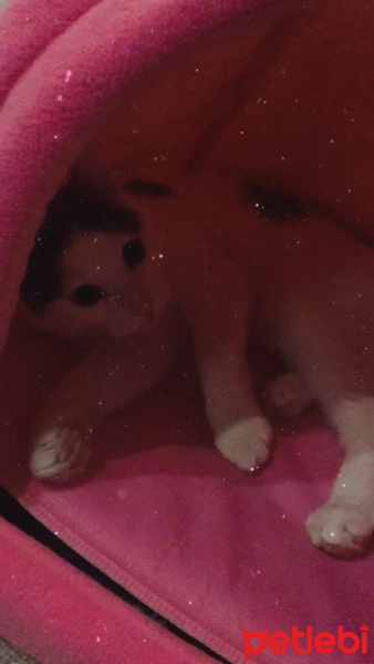 Tekir Kedi, Kedi  Mila fotoğrafı