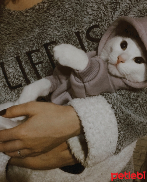 Tekir Kedi, Kedi  Mila fotoğrafı
