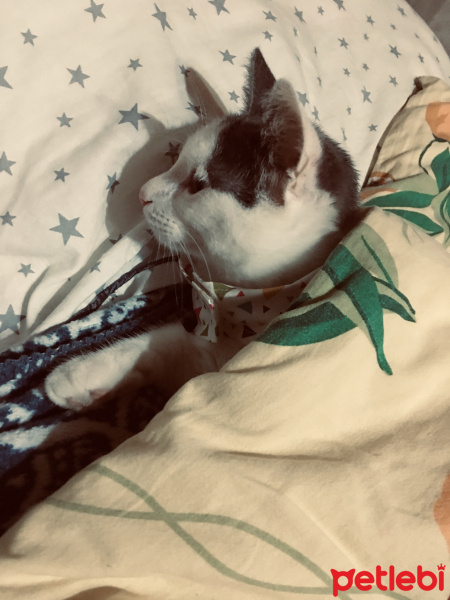 Tekir Kedi, Kedi  Mila fotoğrafı