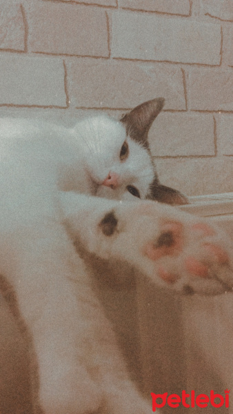 Tekir Kedi, Kedi  Mila fotoğrafı