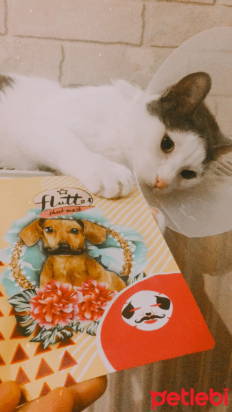 Tekir Kedi, Kedi  Mila fotoğrafı