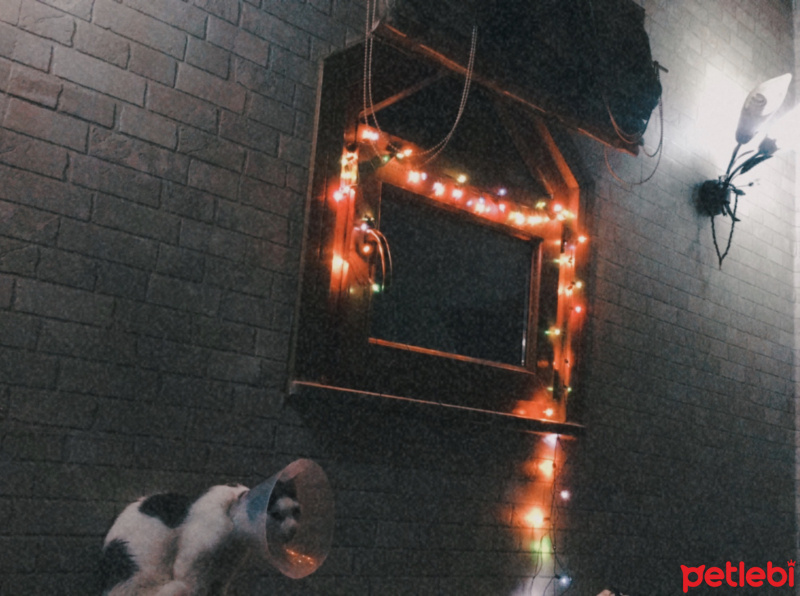 Tekir Kedi, Kedi  Mila fotoğrafı