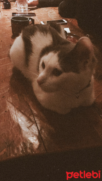 Tekir Kedi, Kedi  Mila fotoğrafı
